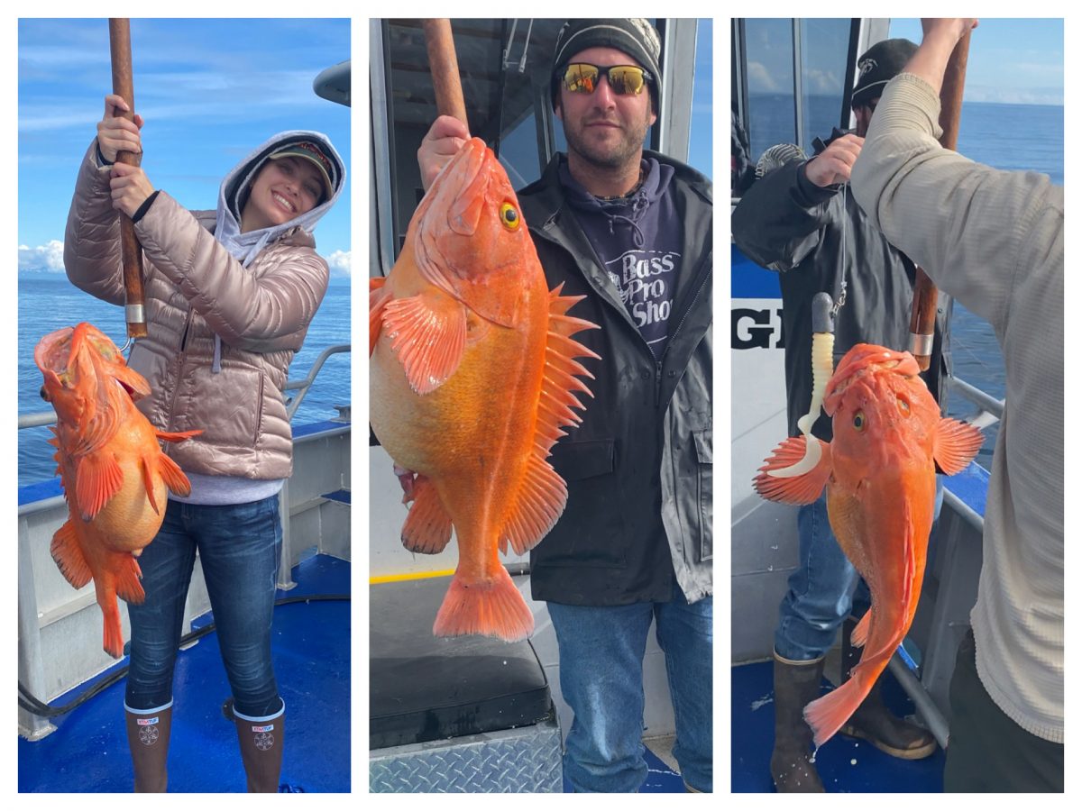 Yellow-Eye Rockfish in the Bay