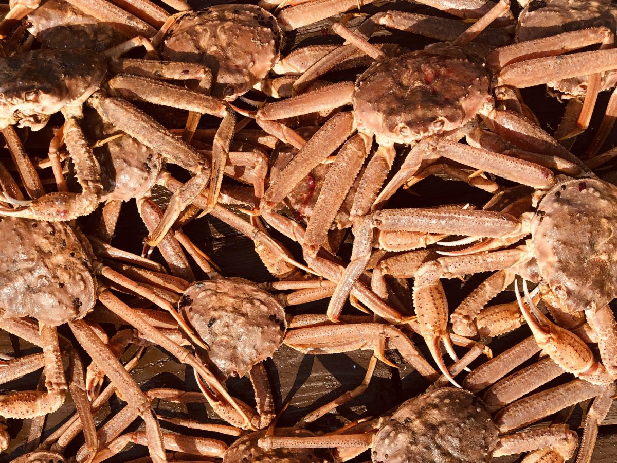 Full Snow Crab Pots!